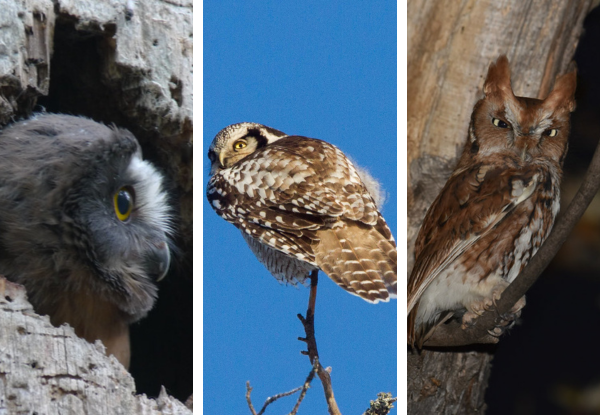 Collage of three owl species found in Mississippi including a Northern Saw-whet Owl, Short-eared Owl, and Eastern Screech-Owl.