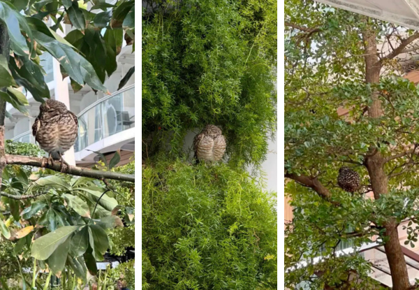 Two Florida burrowing owls perched in trees on a cruise ship during their unexpected journey from Miami to Spain