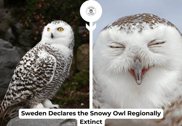 Snowy owl in Sweden representing the species now declared regionally extinct