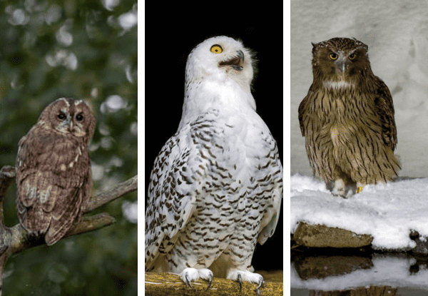 Three owls including a tawny owl, snowy owl, and eagle owl showing intense and striking expressions in natural settings