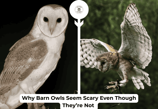 Barn owl with pale face and silent flight showing why barn owls seem scary at night
