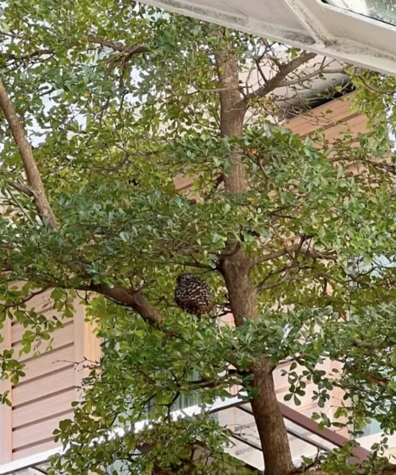 Florida burrowing owl perched in a tree aboard Royal Caribbean’s Allure of the Seas cruise ship