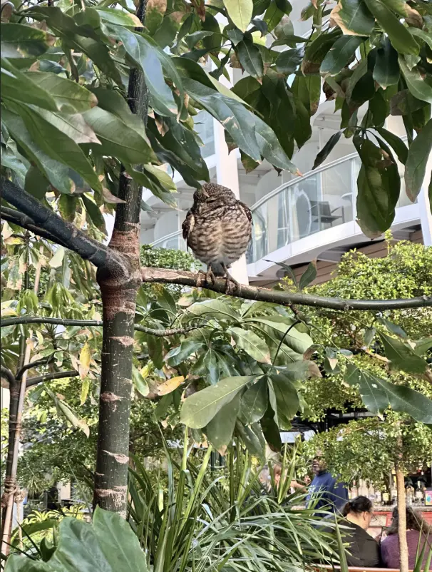 Florida burrowing owl perched on a tree branch aboard Royal Caribbean’s Allure of the Seas cruise ship